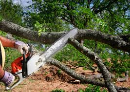 Reliable Sachse, TX  Tree Services Solutions